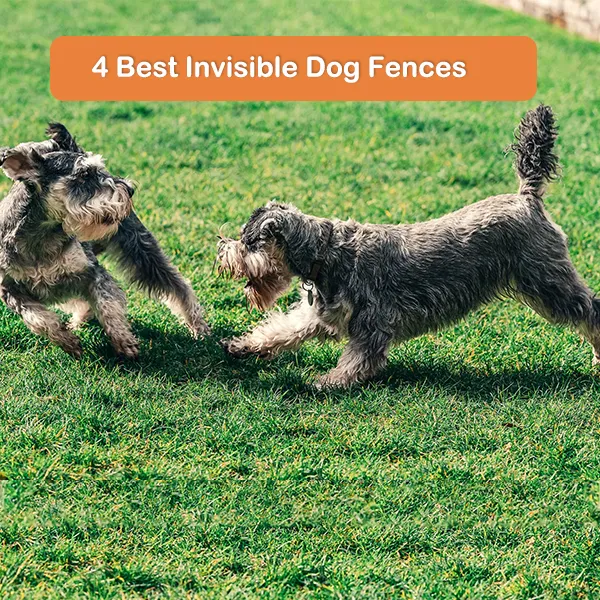 4 Best Invisible Dog Fences,