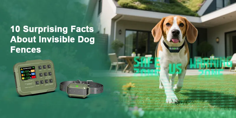 Invisible Dog Fences: 10 Little-Known Facts That Will Amaze You