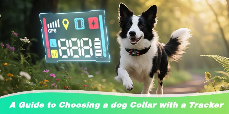 A Guide to Choosing a dog Collar with a Tracker,